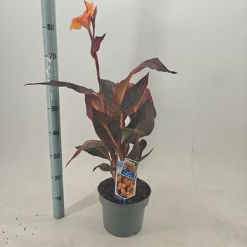 Canna 'Tropicana'