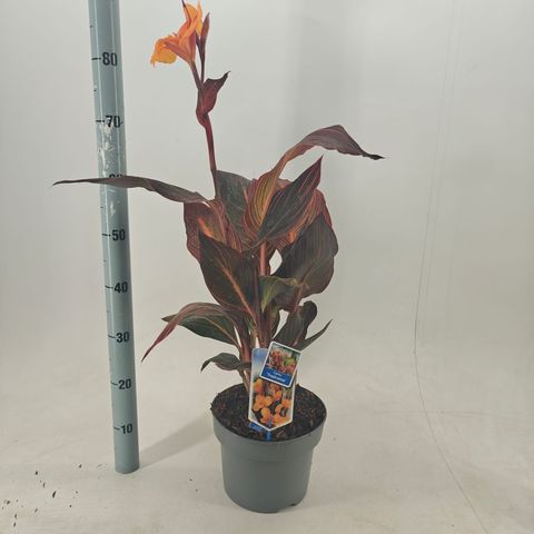 Canna 'Tropicana'
