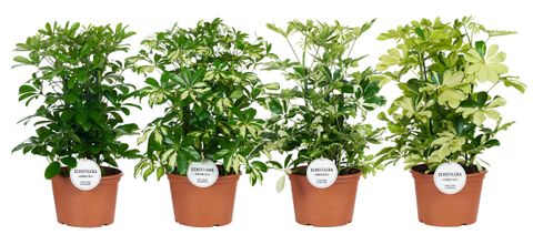 Schefflera MIX