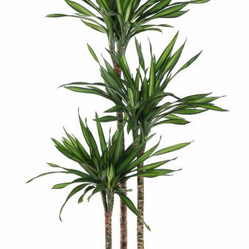 Dracaena fragrans RIKI