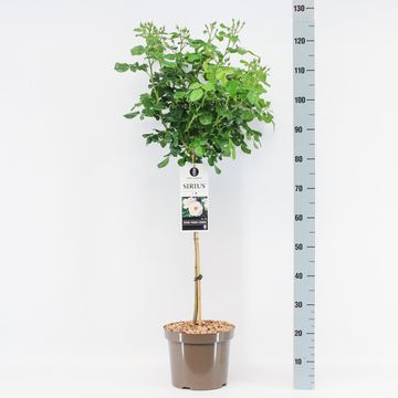 Rosa SIRIUS