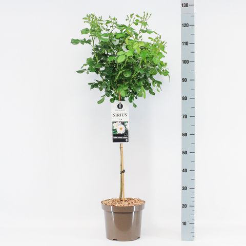 Rosa SIRIUS