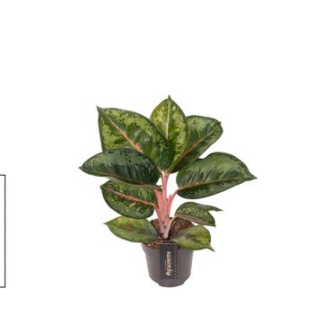 Аглаонема 'Camo Rubina'