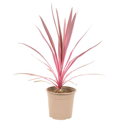 Cordyline australis 'Southern Splendour'