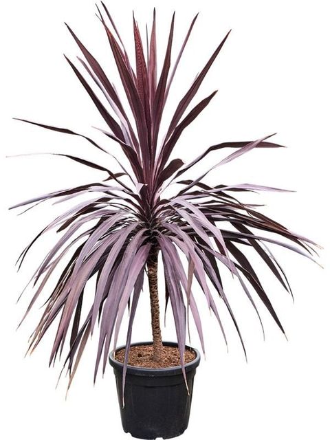 Cordyline australis BURGUNDY SPIRE