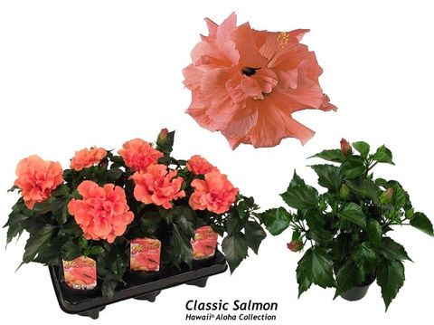Hibiscus rosa-sinensis 'Classic Salmon'