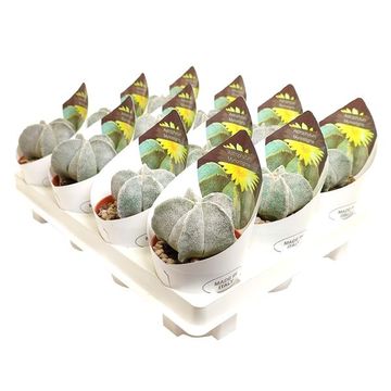 Astrophytum myriostigma