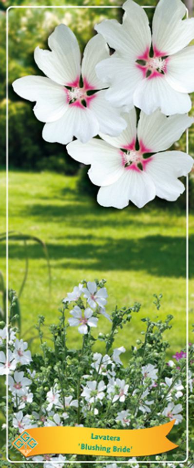 Lavatera 'Blushing Bride'