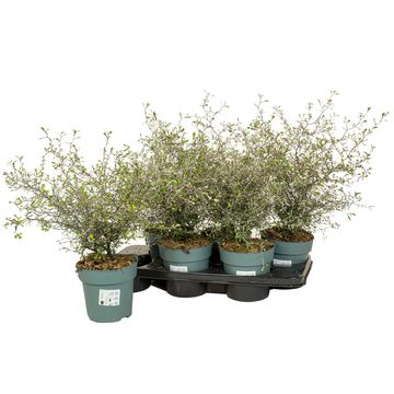 Corokia 'Maori Silver'