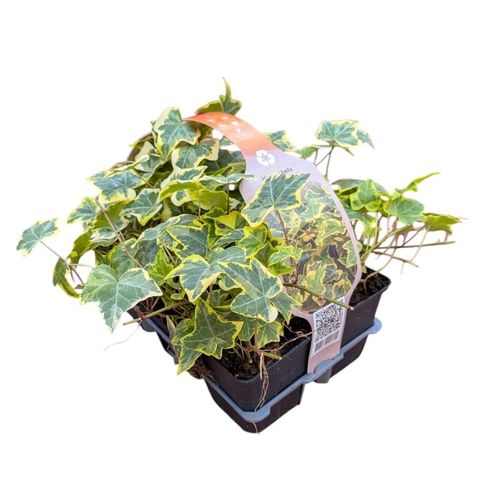 Hedera helix 'Goldchild'