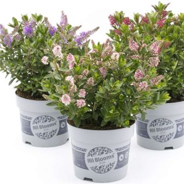 Hebe ALL BLOOMS MIX