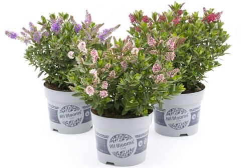 Hebe ALL BLOOMS MIX