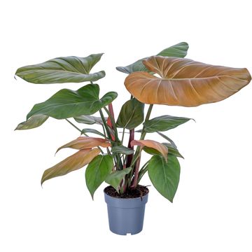 Philodendron 'Summer Glory'