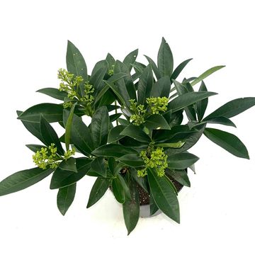 Skimmia x confusa 'Kew Green'