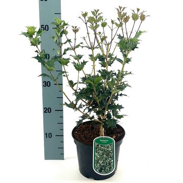 Osmanthus heterophyllus
