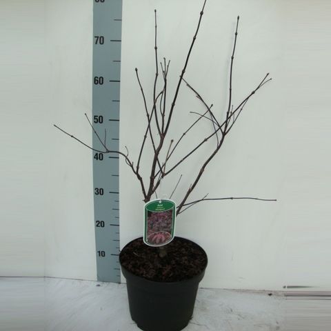 Acer palmatum 'Бладгуд'