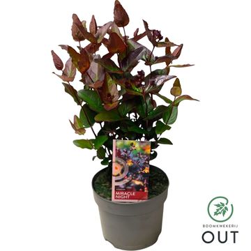 Hypericum MIRACLE NIGHT