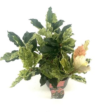 Photinia serratifolia PINK CRISPY