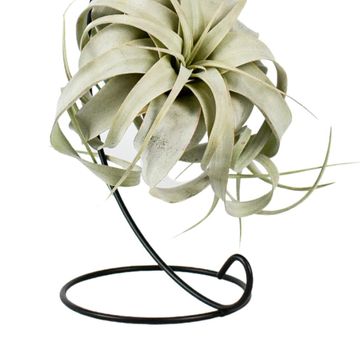 Tillandsia xerographica