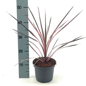Cordyline australis 'Southern Splendour'