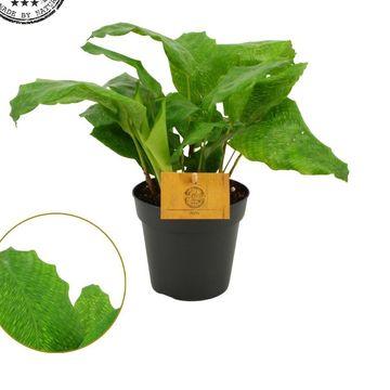 Calathea musaica NETWORK