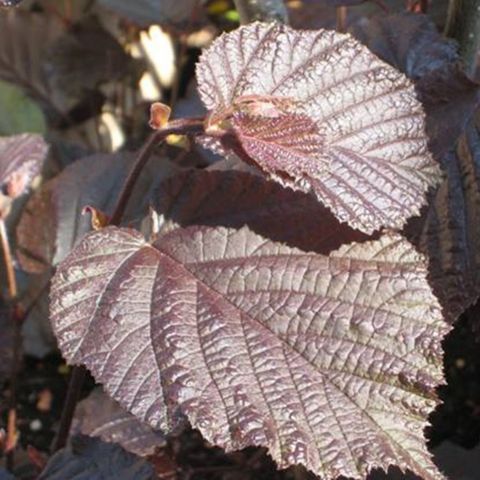 Corylus maxima 'Пурпуреа'