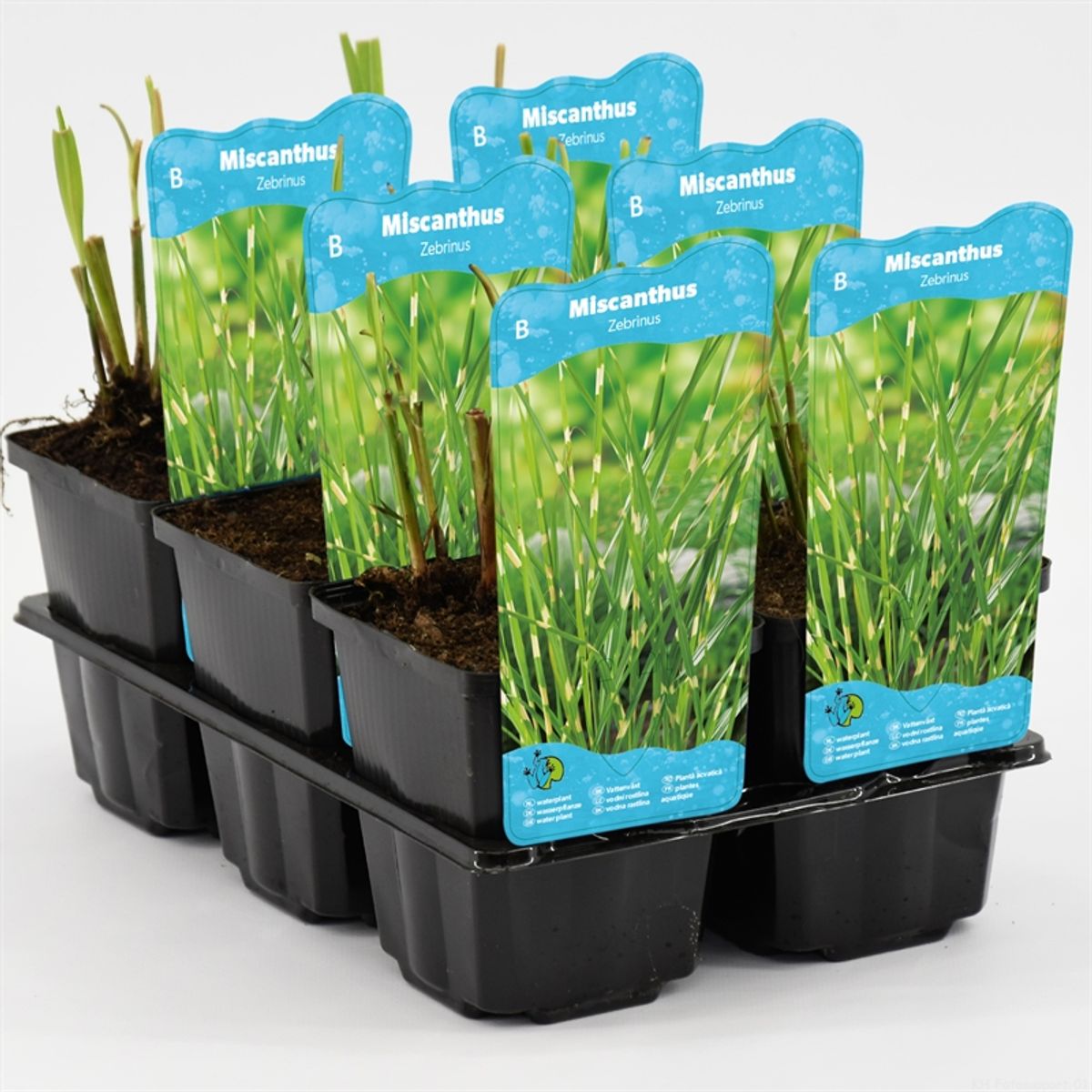 miscanthus-sinensis-zebrinus-floraccess