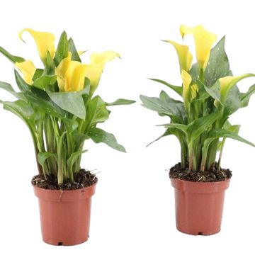 Zantedeschia 'Sunclub'