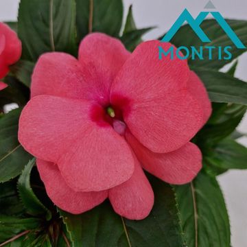 Impatiens NEW GUINEA 'Salmon Pink'