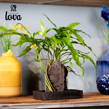 Microsorum diversifolium