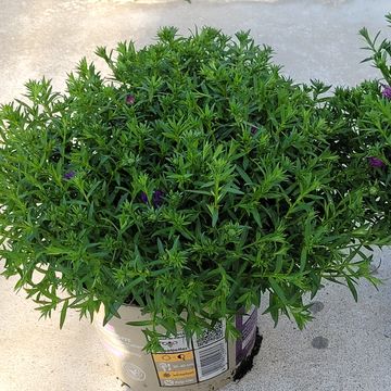 Aster 'La Vista White'