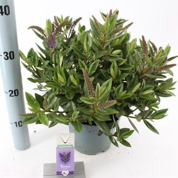 Hebe HEBEDONNA BRITTA