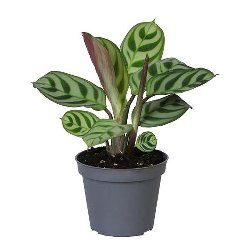 Maranta leuconeura 'Amabilis'