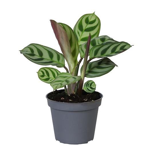 Maranta leuconeura 'Amabilis'