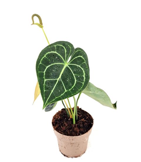 Anthurium clarinervium