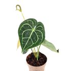 Anthurium clarinervium