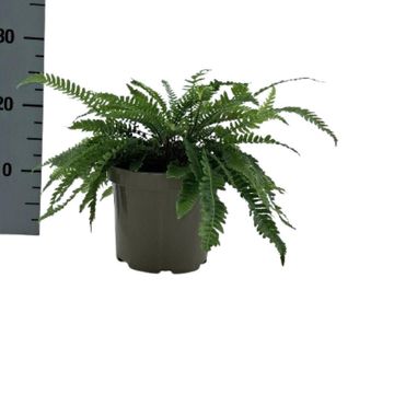 Dryopteris lepidopoda