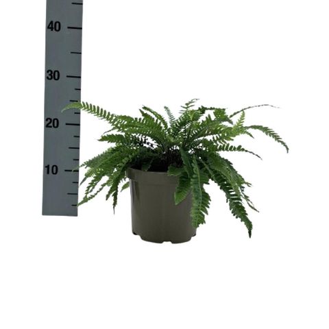 Dryopteris lepidopoda