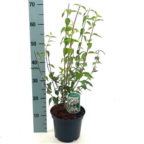 Philadelphus 'Lemoinei'