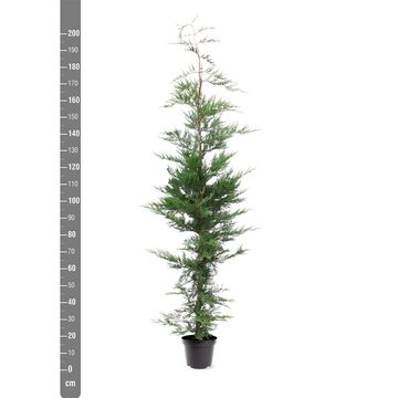 x Cupressocyparis leylandii