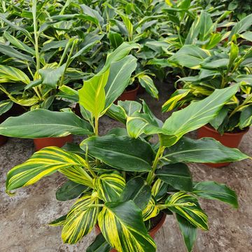 Alpinia zerumbet 'Variegata'