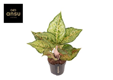 Aglaonema 'Pistachio Pink'