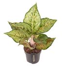 Aglaonema 'Pistachio Pink'