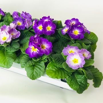 Primula 'Milkshake'
