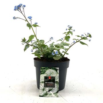 Brunnera macrophylla 'Jack Frost'