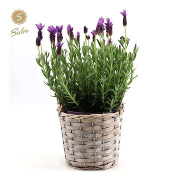 Lavandula stoechas 'Anouk'