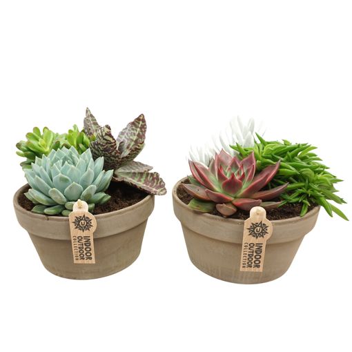 Composizione Succulents