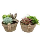 Composizione Succulents