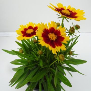 Coreopsis UPTICK YELLOW & RED