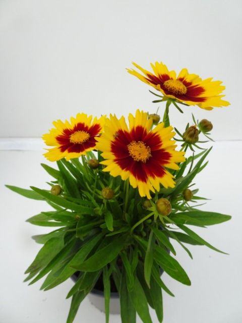 Кореопсис UPTICK YELLOW & RED